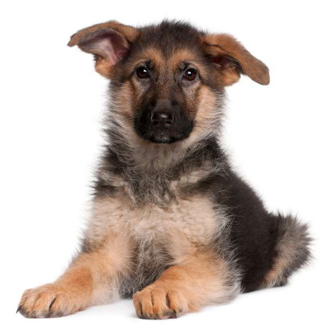 Ulrich mit Rüde Danny