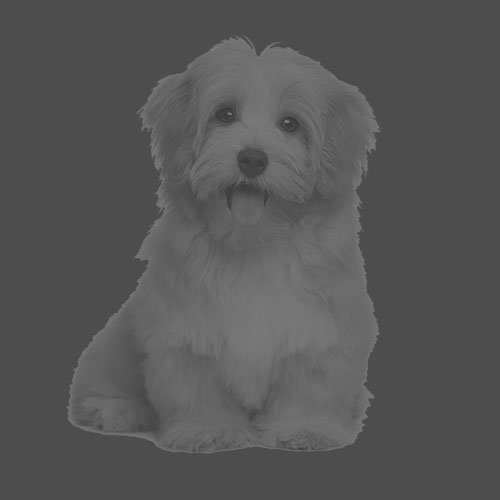 ZuckerWuff mit Rüde Sugar